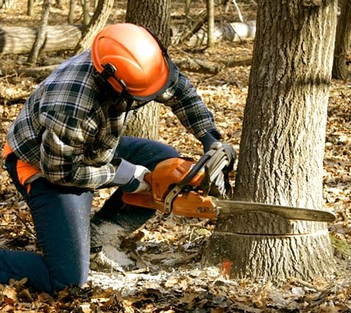 Tree Removal in Center Tuftonboro, NH